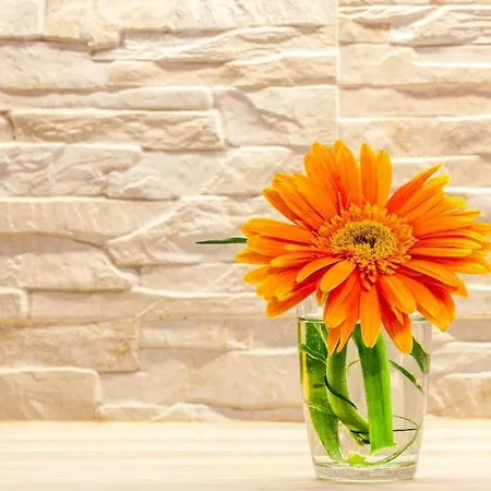 Classy In The Center Of Daire Split